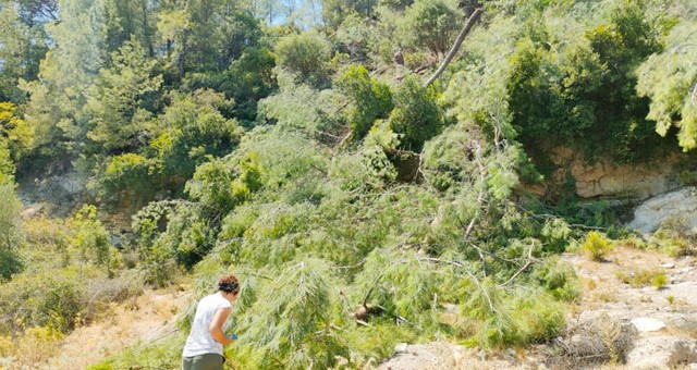 SKANDAL!.. Yangın söndürmek için yardıma gelen ekiplere, yangından dört kilometre uzak Akbelen’deki çamları kestirdiler!..