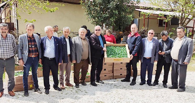 Ata tohumlarından elde edilen fideler ücretsiz dağıtıldı