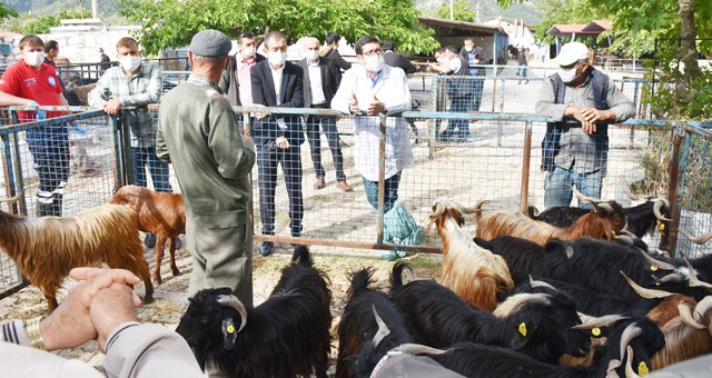 Bayır hayvan pazarı açıldı