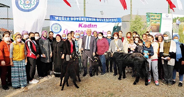 Büyükşehir Belediyesi şimdi de Yatağan’da kıl keçisi dağıtacak