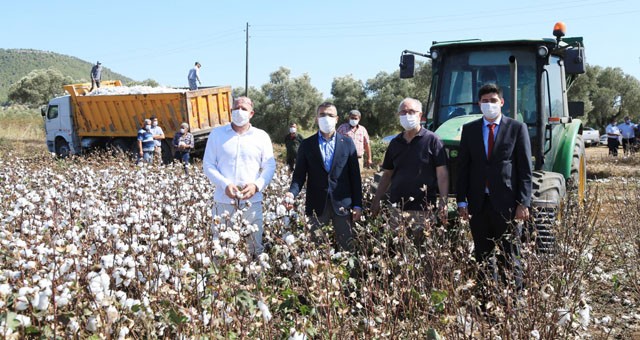 Beyaz altında hasat dönemi başladı