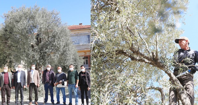 Asırlık zeytin ağaçları bakıma alındı