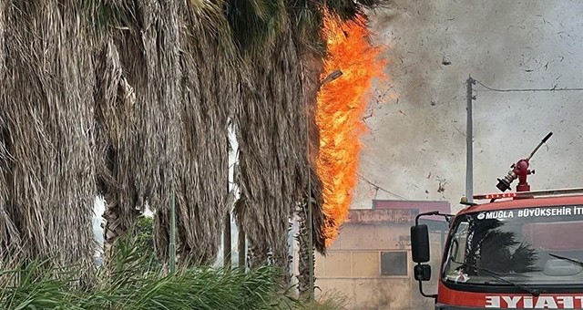 Palmiye Ağaçları Tutuştu, Yangın Çıktı.. Yangın Uyarıları Peş Peşe Geldi