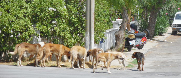 Akkent’te sokak köpekleri korkutuyor!