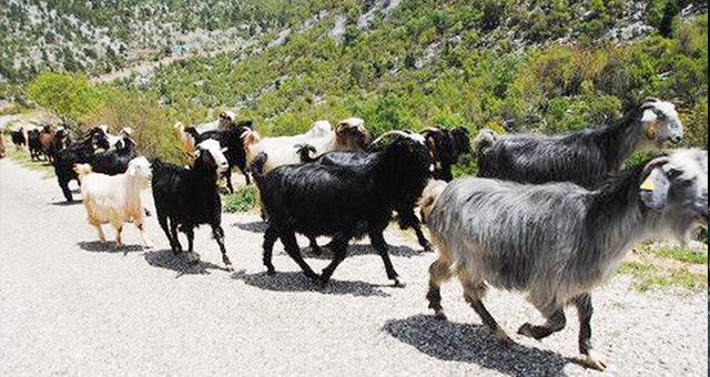 ​​​​​​​Büyükşehir’den Kırsal Kalkınma için bir proje daha “Kıl Keçisi”