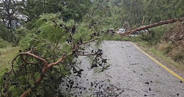 Akbük Yolunda Çam Ağaçları Devrildi, Ulaşım Kapandı