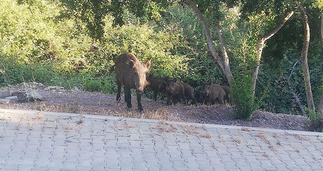 DOMUZLAR HAYATIMIZIN BİR PARÇASI OLDU..