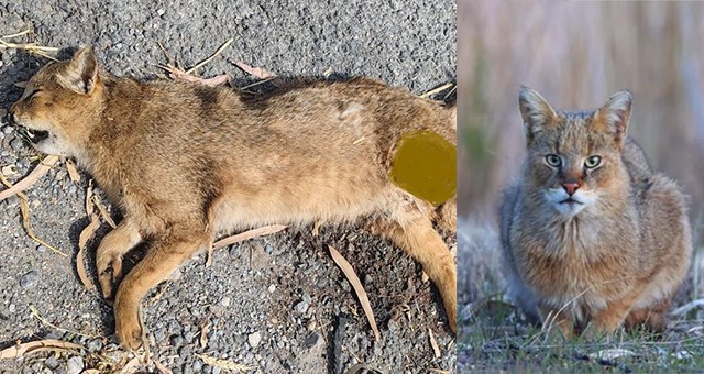 Söke-Milas Yolunda Nadir Bir Tür Daha Hayatını Kaybetti