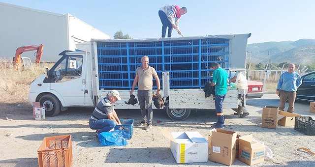 3 bin adet yumurta tavuğu üreticiyle buluştu