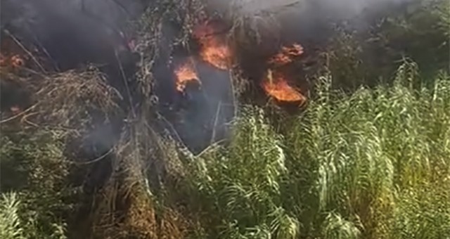 Milas’ta Sazlık Yangını Kısa Sürede Söndürüldü