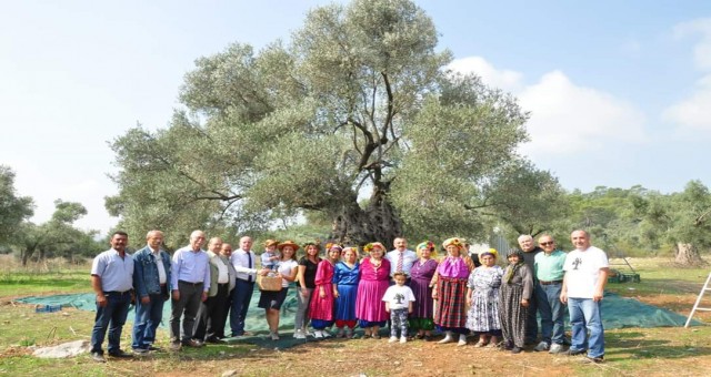 3 bin 200 yıllık zeytin ağacında hasat