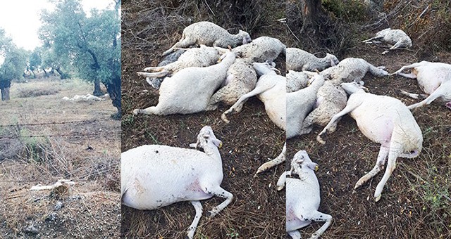 Yıldırım düştü… 10 hayvan telef oldu…