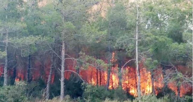 Milas’taki yangını kundaklamayla suçlanan zanlı tutuklandı