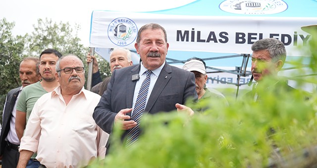Milas Belediyesi’nden 300 Üreticiye Fide