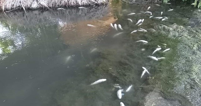 Hamzabey Çayı’nda yüzlerce balık öldü