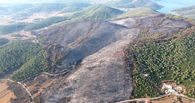 Bakan yardımcısı Tiryaki açıkladı: Milas’ta 170 hektar alan yandı