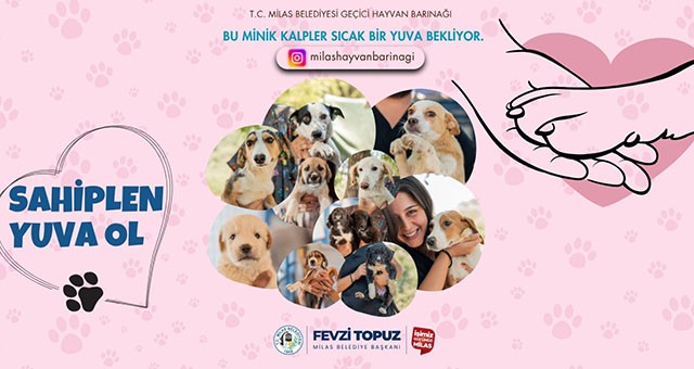 Sevimli Dostlarımız Sıcak Yuvalarını Bekliyor