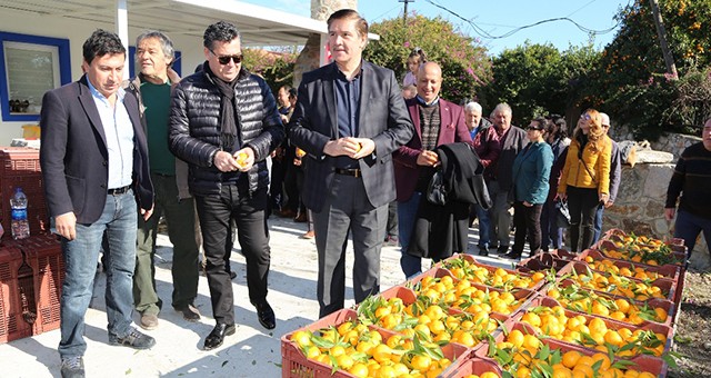 Bodrum Mandalinası Hasat Festivali Yapıldı