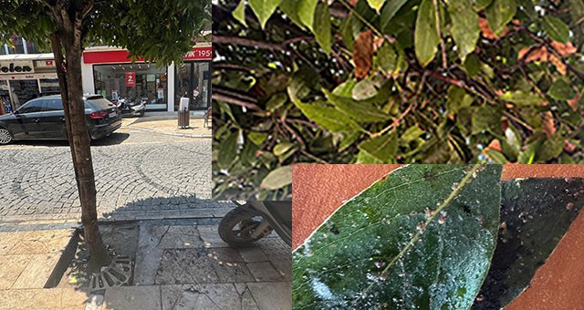 Milas’ın Caddelerindeki Siyah Görüntünün Nedeni Hasta Ağaçlar
