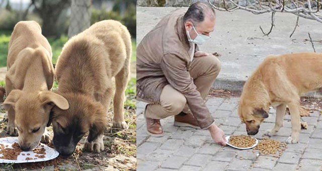 İlçe Tarım Müdürlüğü de sokak hayvanlarını unutmadı..