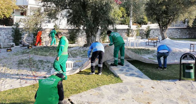 Milas Belediyesi zeytin toplamaya başladı..