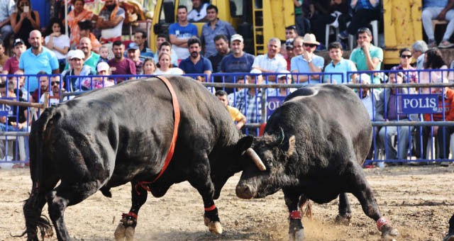 Milas’ta 7 boğa güreşine onay