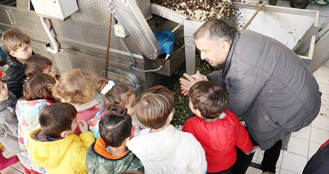 Minik öğrenciler, zeytinin yağa dönüşme yolculuğunu gözlemledi