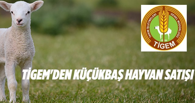 4590 adet canlı küçükbaş hayvan satılacaktır