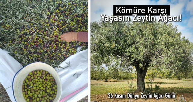 26 Kasım Dünya Zeytin Ağacı Günü’nde İkizköylüler: KÖMÜRE KARŞI YAŞASIN ZEYTİN AĞACI!