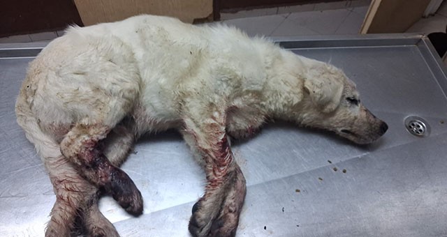 Vahşet… Keyif olsun diye yapmış…