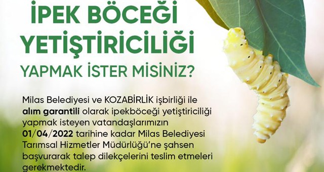 Milas Belediyesi İpek Böceği yetiştiriciliğini teşvik ediyor…