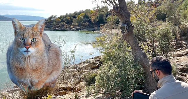 Saz kedisi için çalışmalar devam ediyor