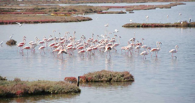 Tuzla sulak alanı flamingolarla renklendi..