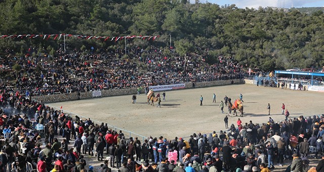 Bodrum Deve Güreşi Festivali Yapıldı