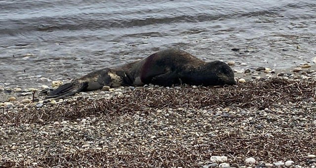 Silahla ateş edilen Akdeniz Foku öldü