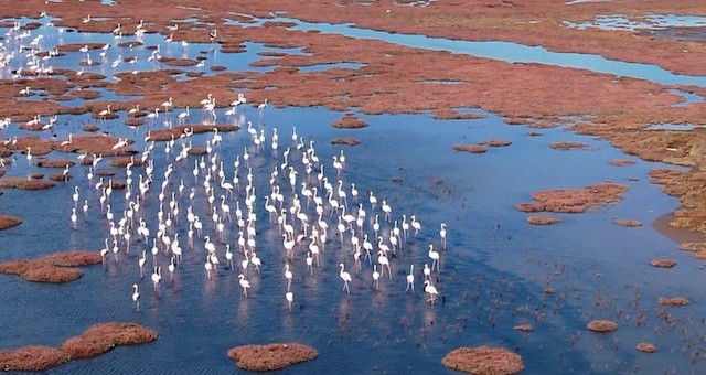 Tuzla Sulak Alanı’nda kuşların görsel şöleni başladı