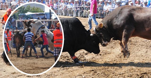 Geleneksel Boğa güreşleri, 3 Aralık’ta Ören’de …