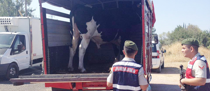 ‘Hayvan Hırsızlığı’na karşı önlemler