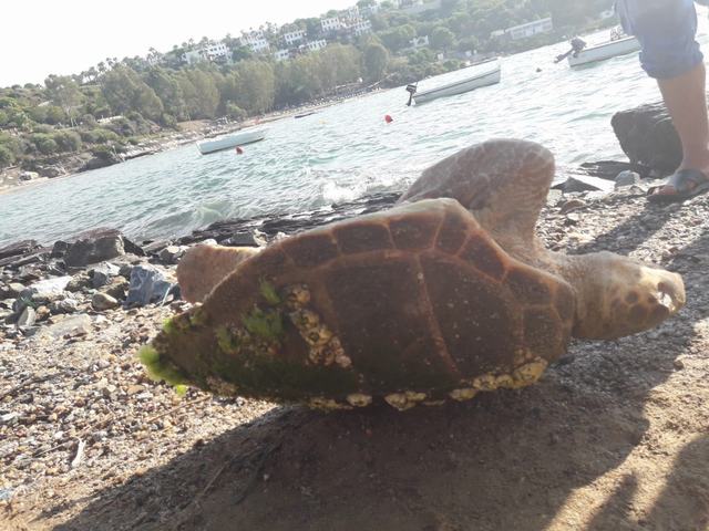 Karaya çıkan deniz kaplumbağası kurtarılamadı...