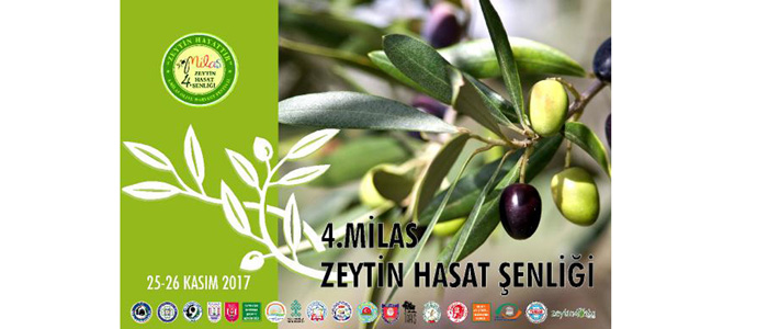 Milas 4. Zeytin Hasat Şenliği Cumartesi günü başlayacak