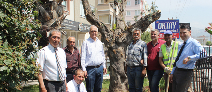 MİTSO’nun bahçesine kıdemli bir zeytin ağacı dikildi