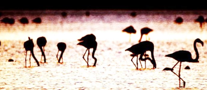“Tuzla Sulak Alanı’ndaki flamingo sayısı 13 bini geçti”