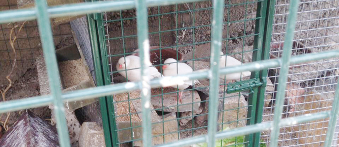 Yaban Hayvanları, Hayvanat Bahçesine yerleştirildi