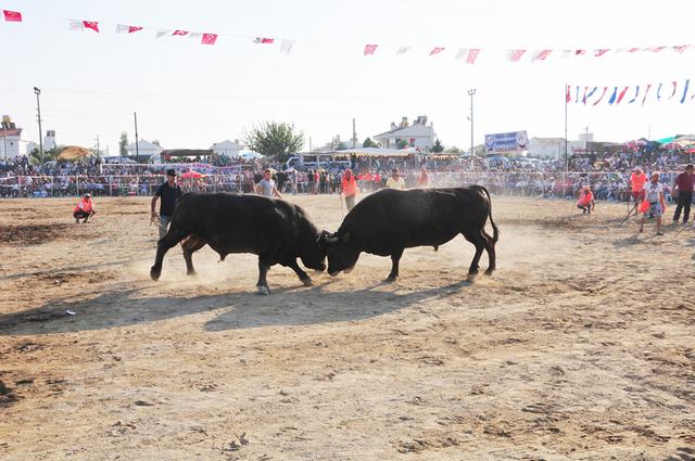 Yarın Bafa’da ‘Boğa Güreşleri’ var