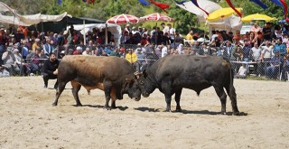 Karacahisar Boğa Güreşi Festivali Pazar günü yapılacak