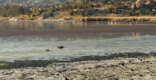 Komisyon İnceledi, Bafa Gölü Hâlâ Kirlilikle Boğuşuyor