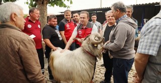 Kurban Bayramı Öncesi Hayvan Pazarı Denetimi