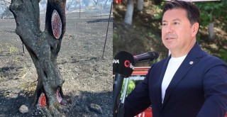 Başkan Aras: “Yanan Zeytinlikler En Az 10 Yıl Toparlanamaz, Taşınacak Zeytin de Kalmadı”