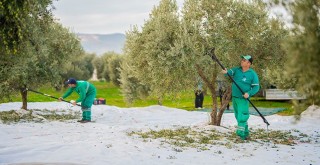 Milas Belediyesi Zeytin Hasadına Başladı