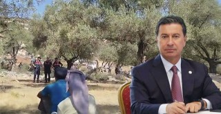 Ahmet Aras’tan Zeytin Ağaçlarının Sökülmesine Tepki